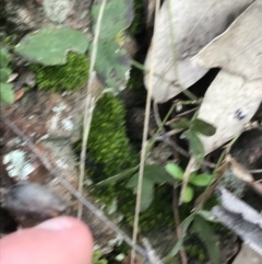 Grona varians at Deakin, ACT - 30 Aug 2021 04:20 PM