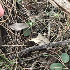 Grona varians at Deakin, ACT - 30 Aug 2021 04:20 PM