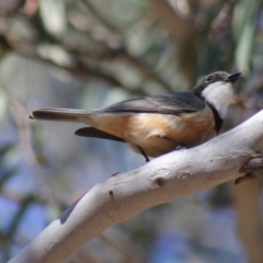Pachycephala rufiventris (Rufous Whistler) at Gundaroo, NSW - 7 Nov 2015 by Gunyijan