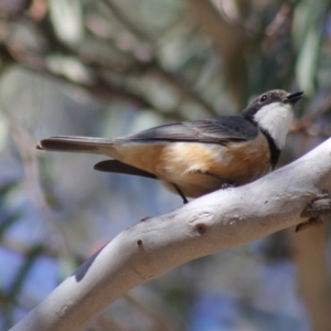 Pachycephala rufiventris at Gundaroo, NSW - 7 Nov 2015 10:18 AM