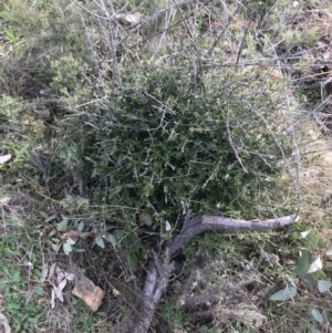 Olea europaea subsp. cuspidata at Deakin, ACT - 30 Aug 2021 04:15 PM