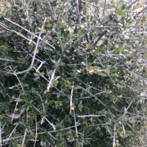 Olea europaea subsp. cuspidata at Deakin, ACT - 30 Aug 2021 04:15 PM