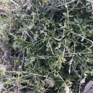 Olea europaea subsp. cuspidata at Deakin, ACT - 30 Aug 2021