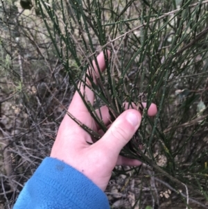 Cytisus scoparius subsp. scoparius at Deakin, ACT - 30 Aug 2021