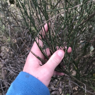 Cytisus scoparius subsp. scoparius (Scotch Broom, Broom, English Broom) at Deakin, ACT - 30 Aug 2021 by Tapirlord