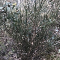 Cytisus scoparius subsp. scoparius at Deakin, ACT - 30 Aug 2021 04:12 PM