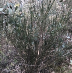 Cytisus scoparius subsp. scoparius at Deakin, ACT - 30 Aug 2021