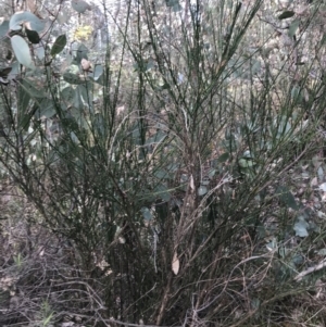Cytisus scoparius subsp. scoparius at Deakin, ACT - 30 Aug 2021