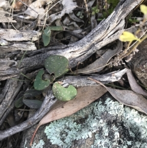 Grona varians at Deakin, ACT - 30 Aug 2021 04:04 PM