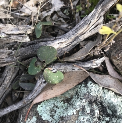 Grona varians (Slender Tick-Trefoil) at Red Hill Nature Reserve - 30 Aug 2021 by Tapirlord