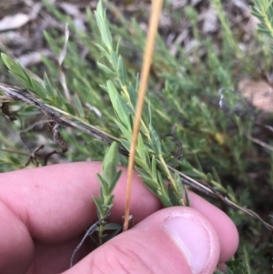 Pimelea linifolia at Deakin, ACT - 30 Aug 2021