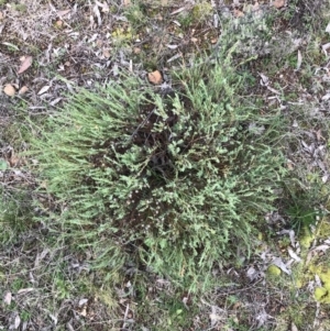 Pimelea linifolia at Deakin, ACT - 30 Aug 2021