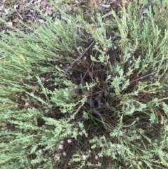 Pimelea linifolia at Deakin, ACT - 30 Aug 2021