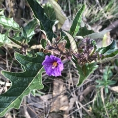Solanum cinereum (Narrawa Burr) at Deakin, ACT - 30 Aug 2021 by Tapirlord