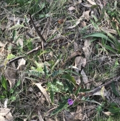 Solanum cinereum at Deakin, ACT - 30 Aug 2021