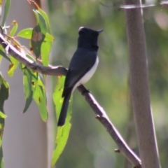 Myiagra rubecula (Leaden Flycatcher) at Gundaroo, NSW - 7 Nov 2015 by Gunyijan
