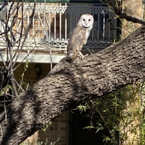 Tyto alba at Reid, ACT - 17 Aug 2021 01:20 PM