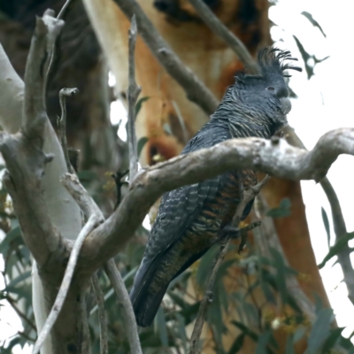 Callocephalon fimbriatum (Gang-gang Cockatoo) at Mount Ainslie - 30 Aug 2021 by jb2602