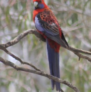 Platycercus elegans at Gundaroo, NSW - 21 Oct 2012 03:39 AM