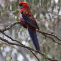 Platycercus elegans at Gundaroo, NSW - 21 Oct 2012 03:39 AM