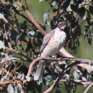 Philemon corniculatus at Gundaroo, NSW - 5 Oct 2013 02:39 PM