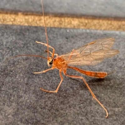 Netelia sp. (genus) (An Ichneumon wasp) at Murrumbateman, NSW - 3 Sep 2021 by SimoneC