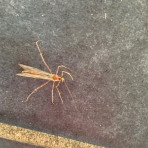 Netelia sp. (genus) at Murrumbateman, NSW - 3 Sep 2021