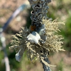 Usnea sp. (Bearded lichen) at Murrumbateman, NSW - 2 Sep 2021 by SimoneC