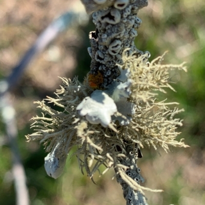 Usnea sp. (genus) (Bearded lichen) at Murrumbateman, NSW - 2 Sep 2021 by SimoneC