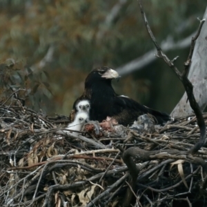 Aquila audax at Ainslie, ACT - suppressed