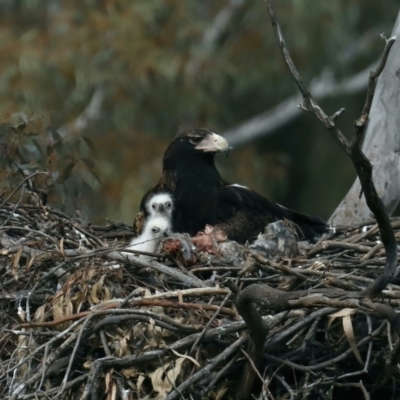 Aquila audax (Wedge-tailed Eagle) at Mount Ainslie - 30 Aug 2021 by jb2602