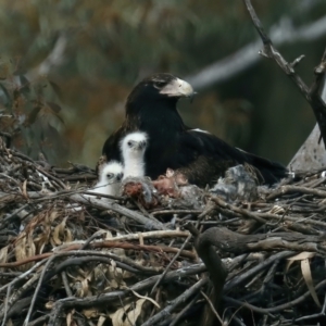 Aquila audax at Ainslie, ACT - suppressed