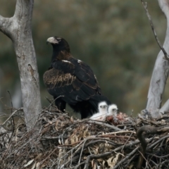 Aquila audax at Ainslie, ACT - 30 Aug 2021