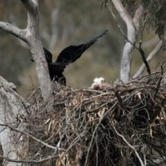 Aquila audax at Ainslie, ACT - suppressed