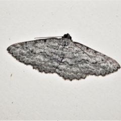Psilosticha absorpta (Fine-waved Bark Moth) at Wanniassa, ACT - 4 Sep 2021 by JohnBundock