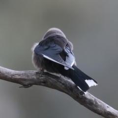 Artamus cyanopterus (Dusky Woodswallow) at Majura, ACT - 25 Aug 2021 by jb2602
