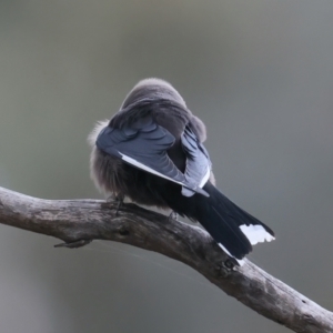 Artamus cyanopterus at Majura, ACT - 25 Aug 2021