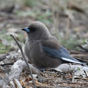 Artamus cyanopterus at Majura, ACT - 25 Aug 2021