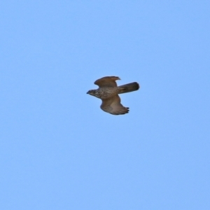 Accipiter fasciatus at Fyshwick, ACT - 3 Sep 2021