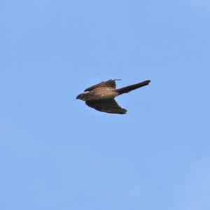 Accipiter fasciatus at Fyshwick, ACT - 3 Sep 2021