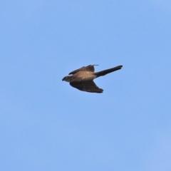 Accipiter fasciatus at Fyshwick, ACT - 3 Sep 2021