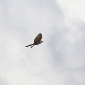 Accipiter fasciatus at Fyshwick, ACT - 3 Sep 2021