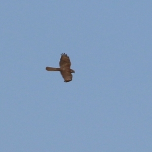 Accipiter fasciatus at Fyshwick, ACT - 3 Sep 2021