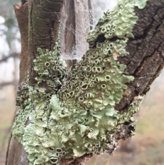 Parmeliaceae (family) (A lichen family) at Cook, ACT - 1 Aug 2021 by drakes