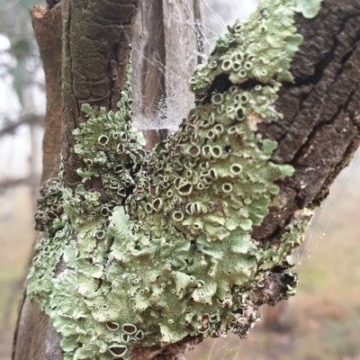 Parmeliaceae (family) (A lichen family) at Cook, ACT - 1 Aug 2021 by drakes