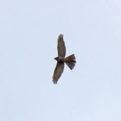 Accipiter fasciatus (Brown Goshawk) at Jerrabomberra Wetlands - 3 Sep 2021 by RodDeb