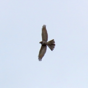 Accipiter fasciatus at Fyshwick, ACT - 3 Sep 2021