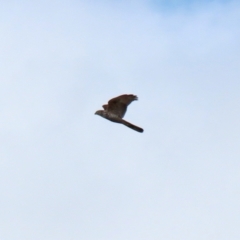 Accipiter fasciatus at Fyshwick, ACT - 3 Sep 2021