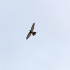 Accipiter fasciatus at Fyshwick, ACT - 3 Sep 2021