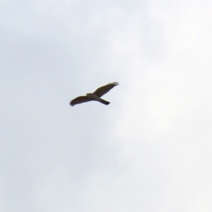 Accipiter fasciatus at Fyshwick, ACT - 3 Sep 2021